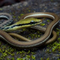 Dendrelaphis bifrenalis Boulenger, 1890